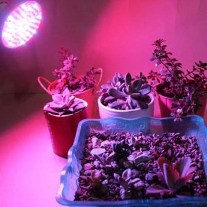 LED Grow Light Review