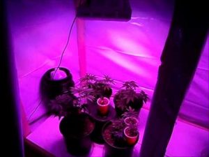 Plant Grow Light